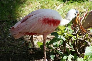 Platalea ajaja - Rosalöffler